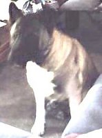 Isis Sitting